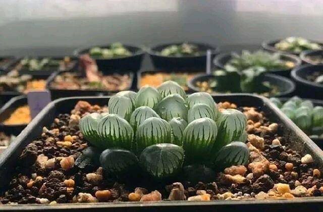 室內環(huan)境怎樣才(cai)能(neng)養好多(duo)肉植物(wu)？ 